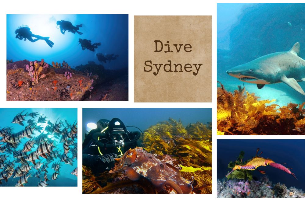 DiveSydney.jpg