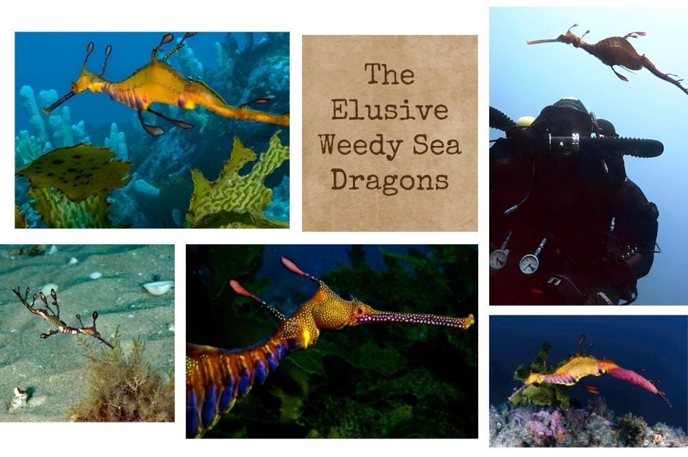 Diving With The Elusive Weedy Sea Dragons