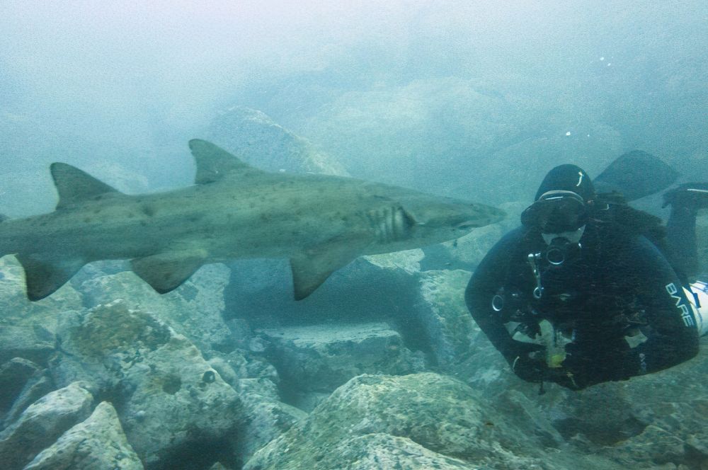 Scuba Diving With Grey Nurse Sharks