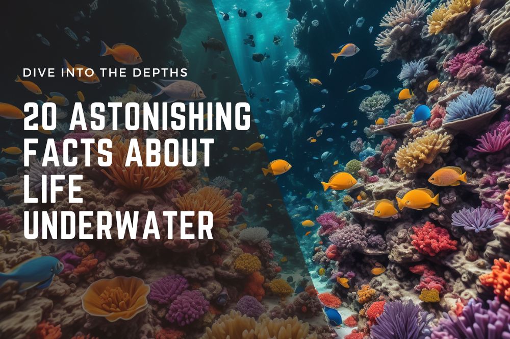 20 Fascinating Facts About Underwater Life | Explore Ocean Secrets