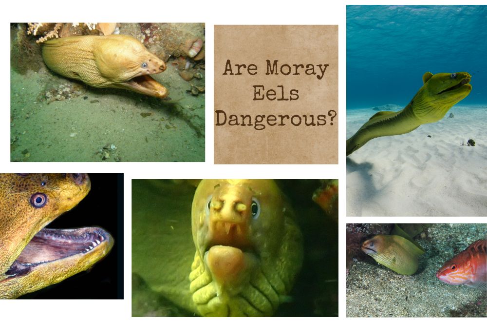 Moray Eel: Are They Dangerous To Scuba Divers?