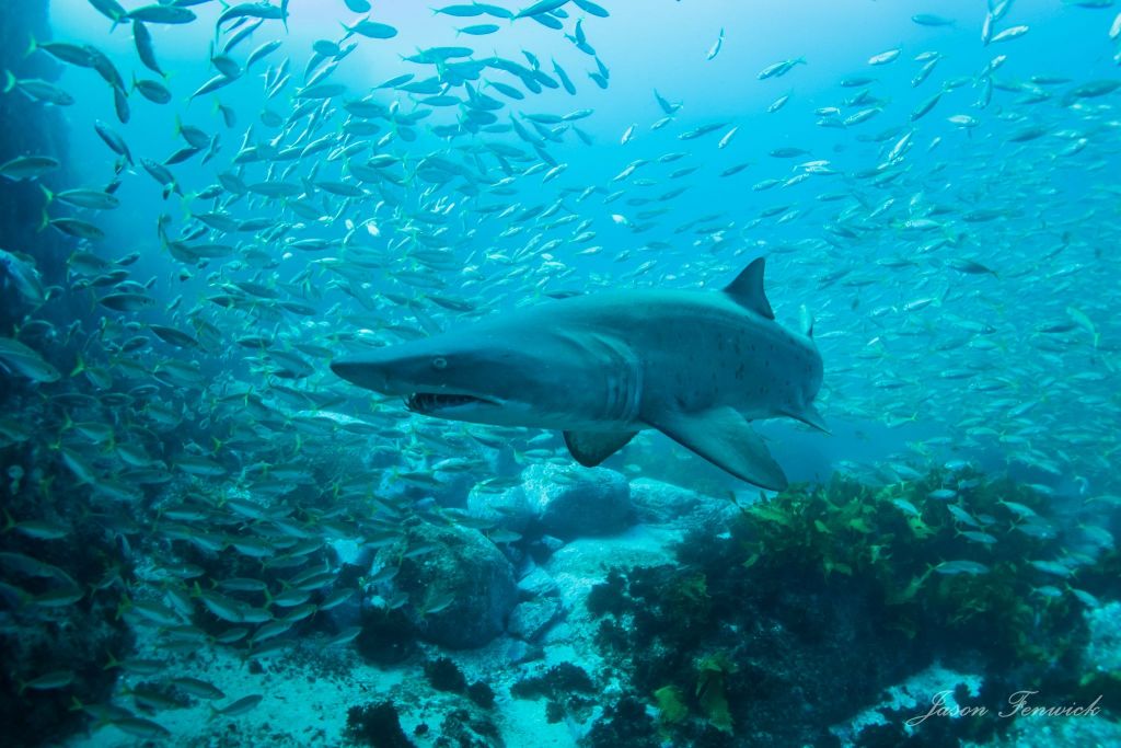 Nelson Bay Dive Trip