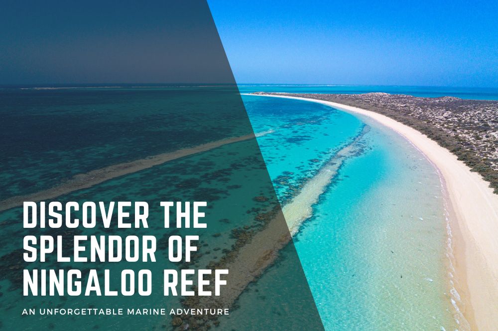 Ningaloo Reef Adventure: Dive With Whale Sharks & Explore Marine Wonders