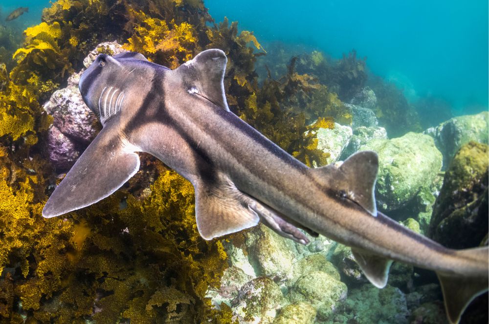 Port-Jackson-shark2.jpg