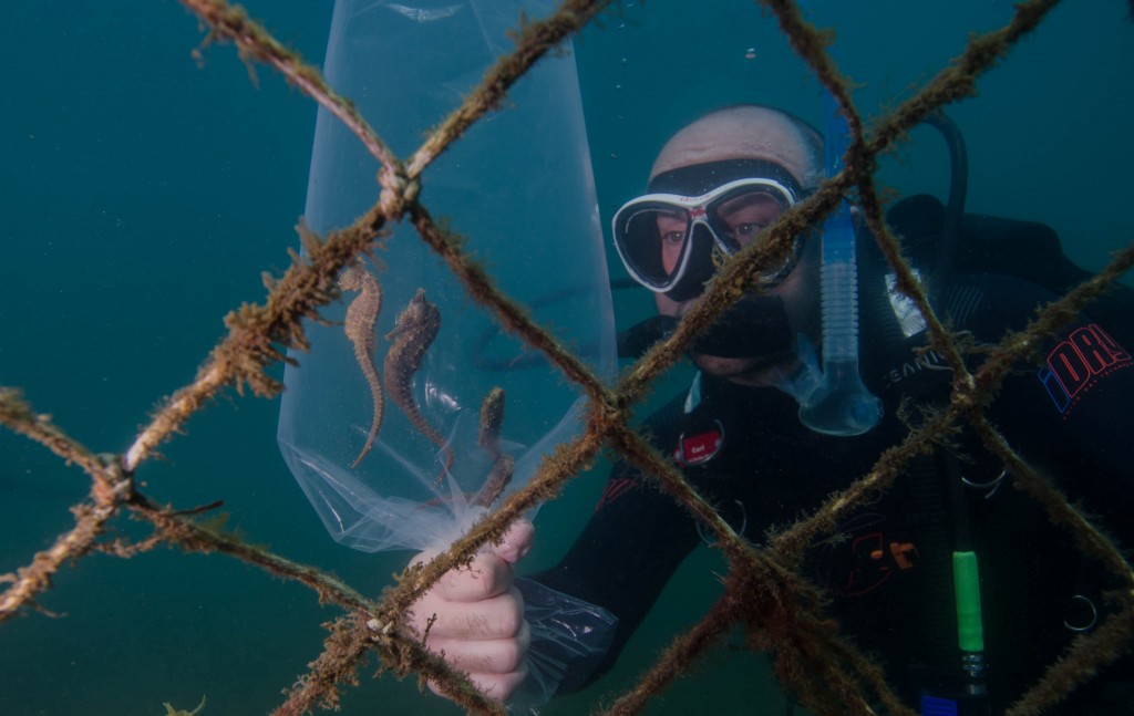 Relocation Of The Seahorses At Manly