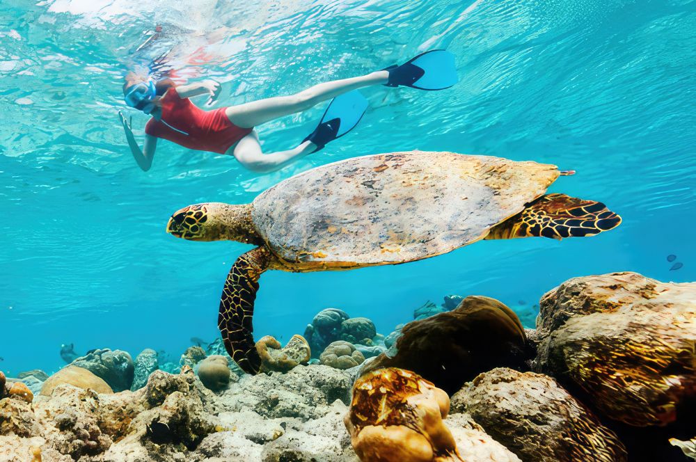 Snorkel-Australia.jpg