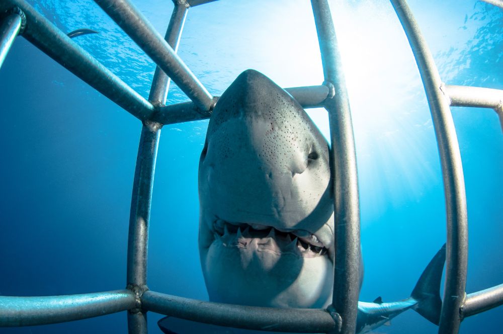 Where To Shark Cage Dive In Australia