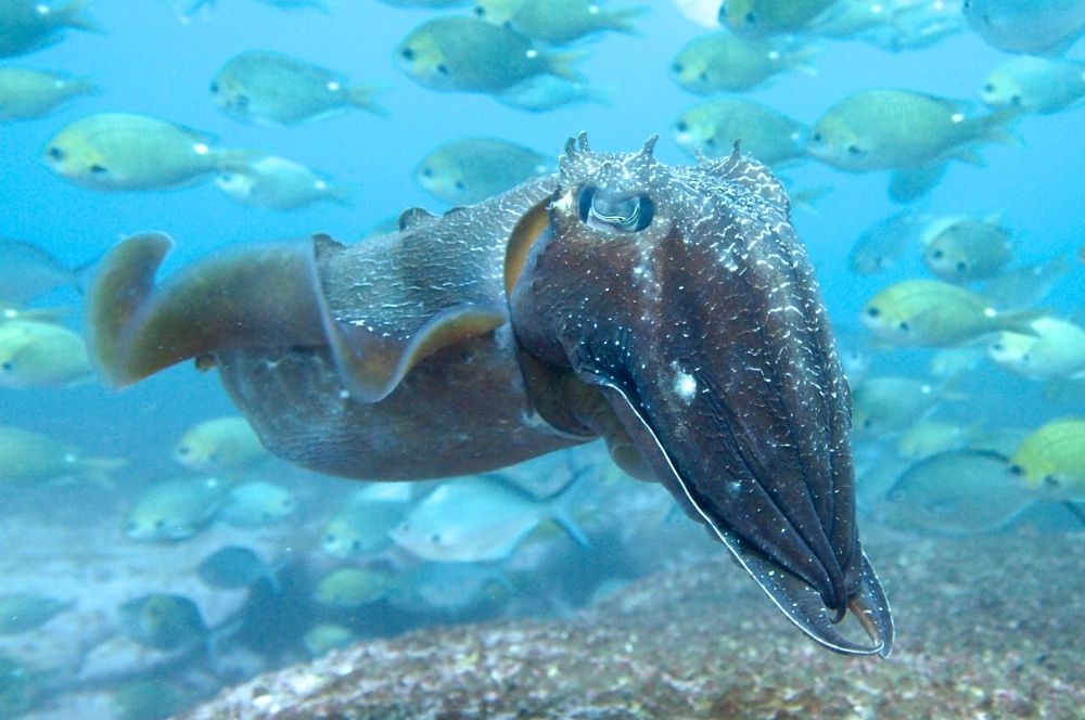 Best Time Of Year To Learn To Scuba Dive In Sydney