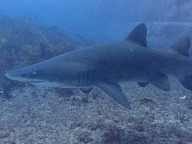 Shark Diving In Nsw