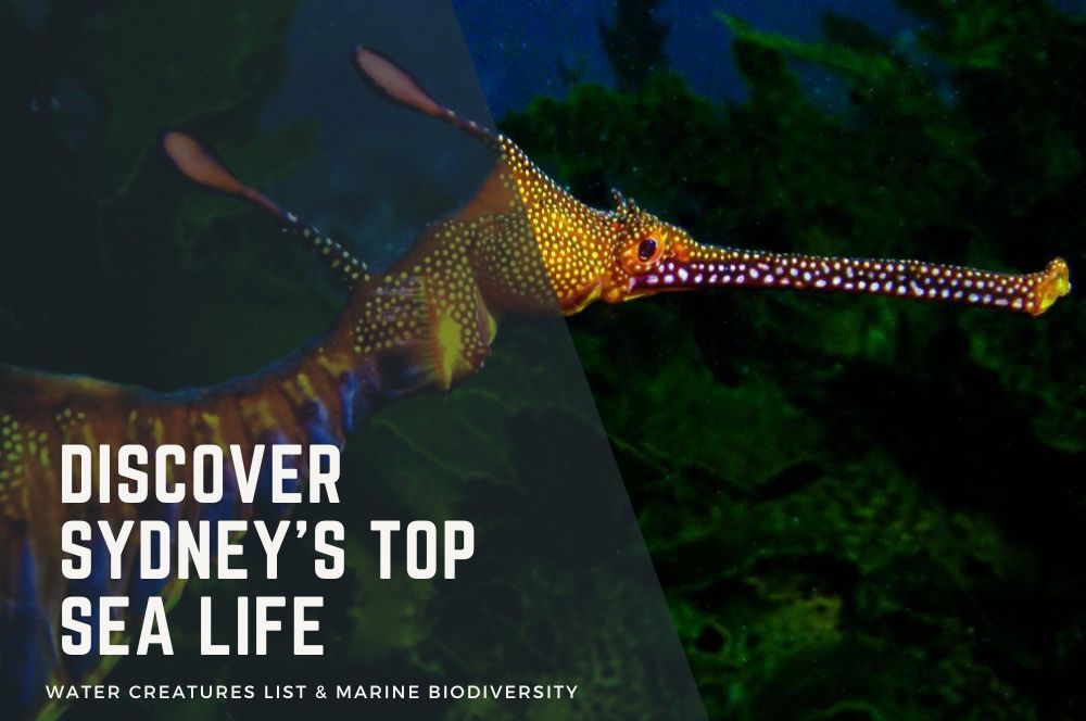 Discover Sydney’s Top Sea Life: Water Creatures List & Marine Biodiversity