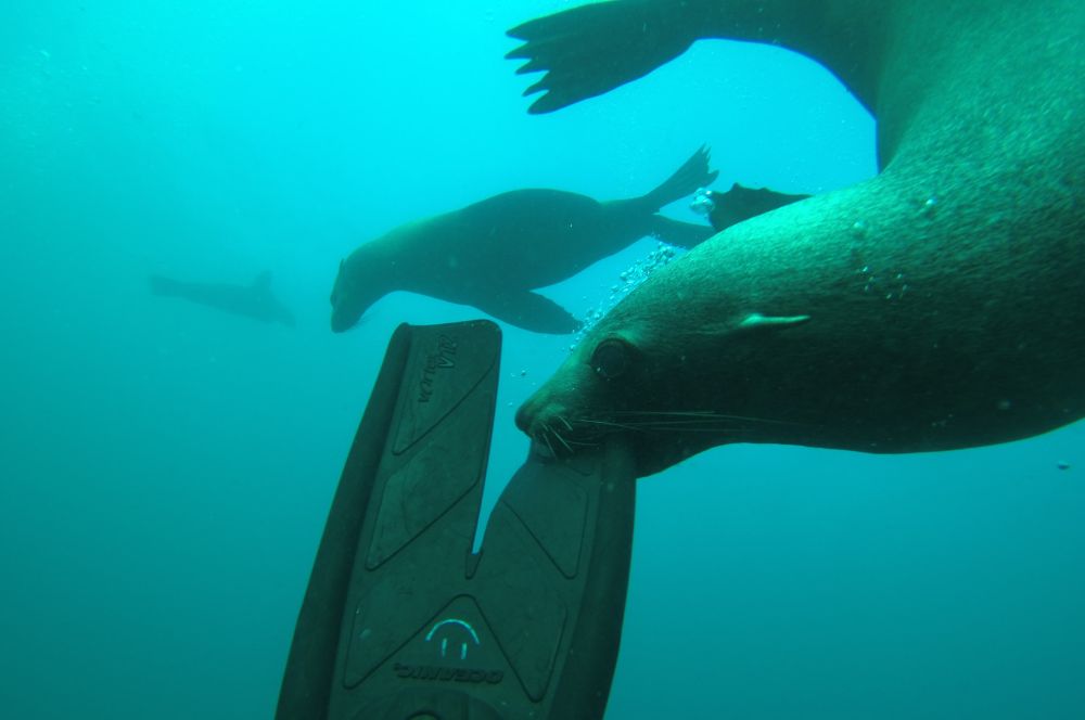 The Seals Of Martin Island